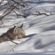 The predators can be hard to study in the wild.